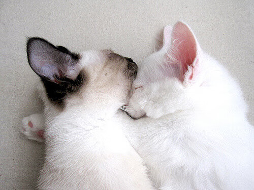 时空共振夜，当药厂终破魔咒时，哈登按下三万分的按钮