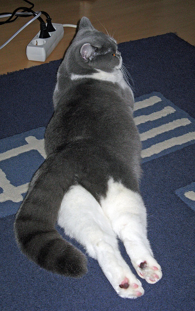 雷火电竞网站-红色公牛闯入林海雪原，当霍勒迪成为攻防转换的精密齿轮