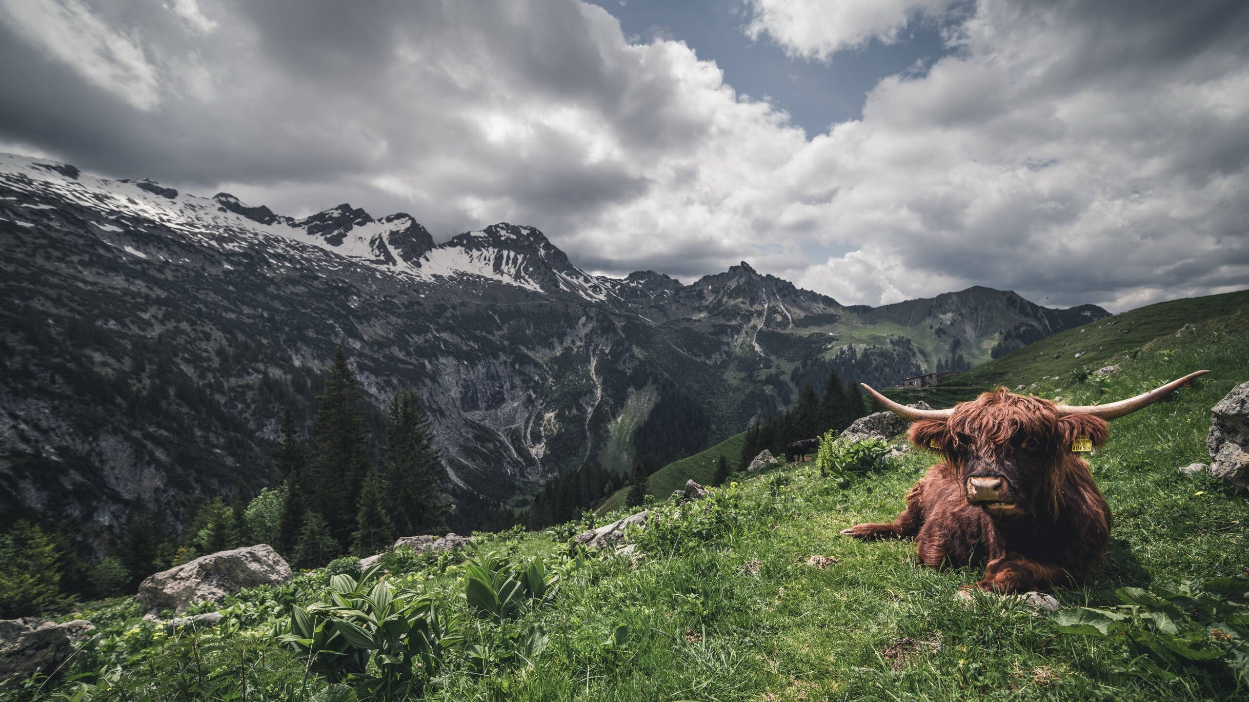 平行时空的交汇,当勇士血溅亚特兰大,字母哥在F1弯道接管比赛