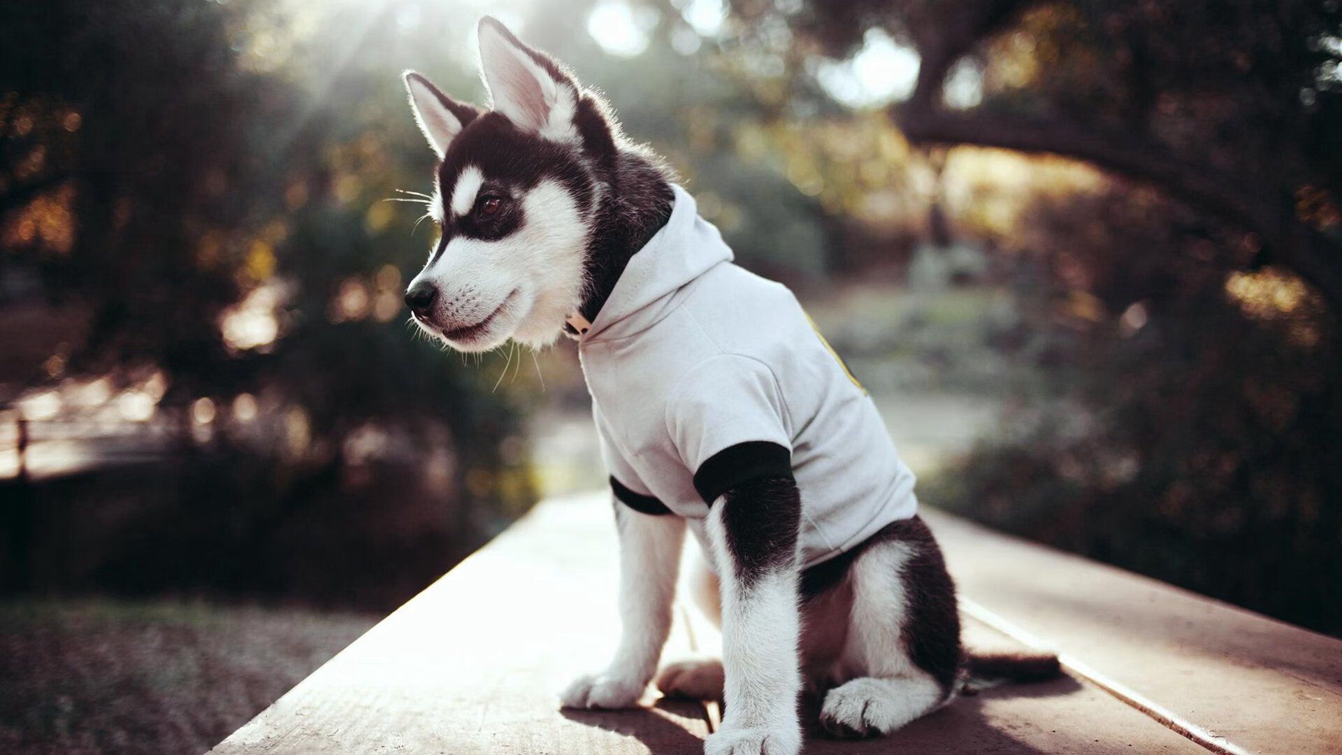 双城记，米兰的绿茵烽火与纽约的篮球风暴—当意甲焦点战遇见尼克斯收割浙江队