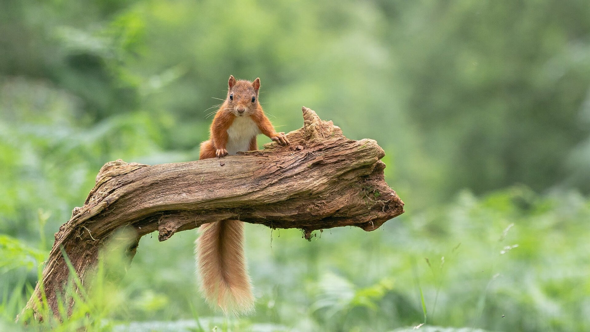 雷火电竞亚洲先驱-2026世界杯焦点战前瞻，当北非德比遇上历史转折点—阿尔及利亚能否打穿摩洛哥？