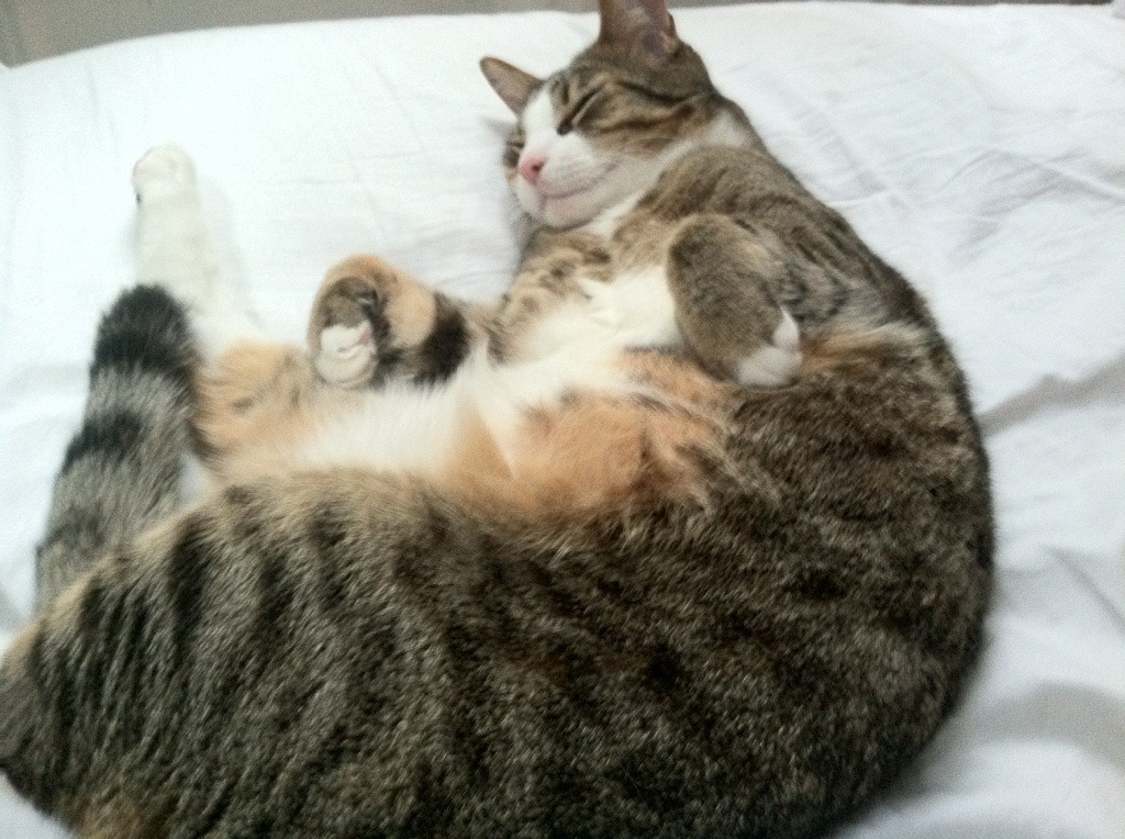 终场哨响,一个王朝的呼吸,莱奥在火焰中雕刻自己的加冕时刻