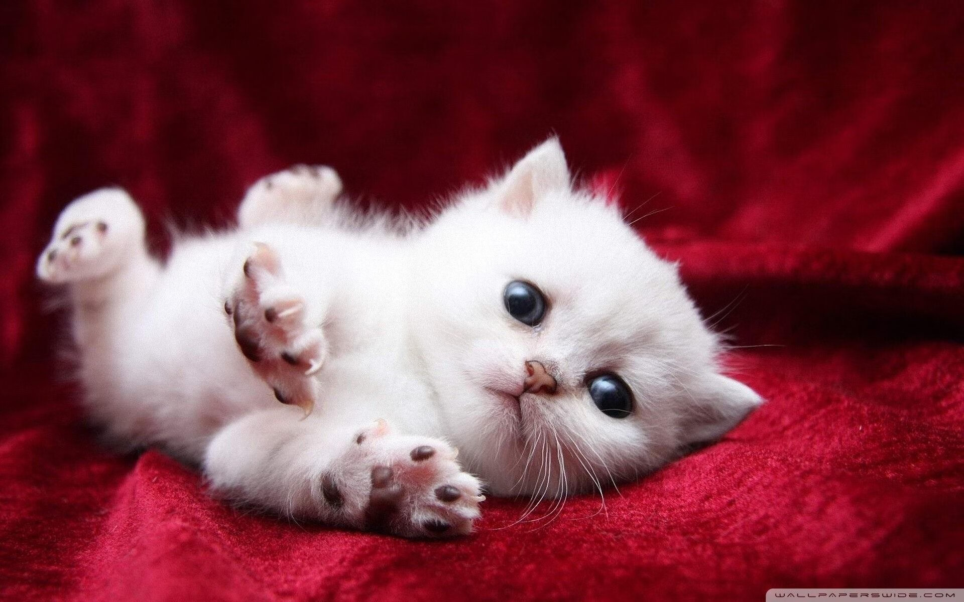 跨越重洋的冠军试炼,当伦纳德的沉默利刃切开黄浦江的夜幕