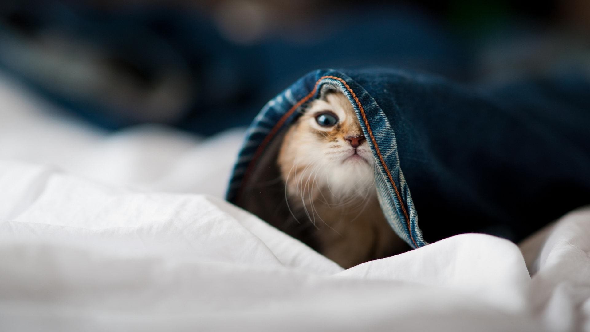 雷火电竞合作-永夜尽头的初升黎明，鹈鹕绝境逆转，东决悬崖边击碎猛龙神话